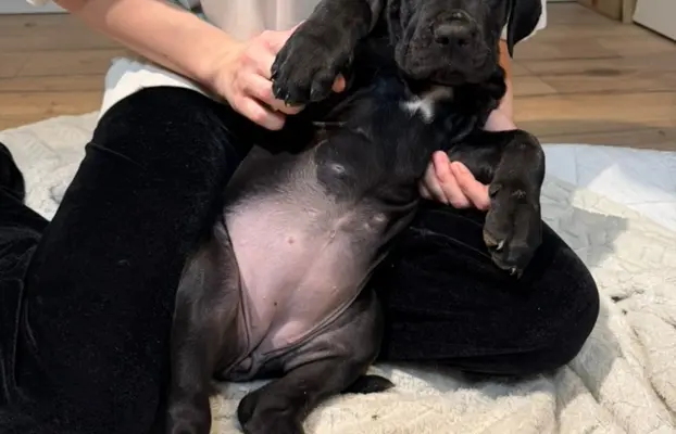 Piękne Szczeniaki Cane Corso | Czarne i Czarne Pręgowane 9