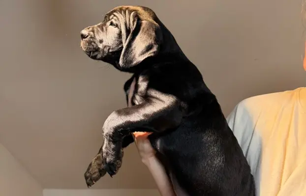 Piękne Szczeniaki Cane Corso | Czarne i Czarne Pręgowane 2