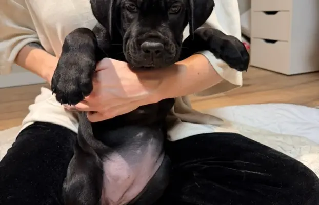Piękne Szczeniaki Cane Corso | Czarne i Czarne Pręgowane 7