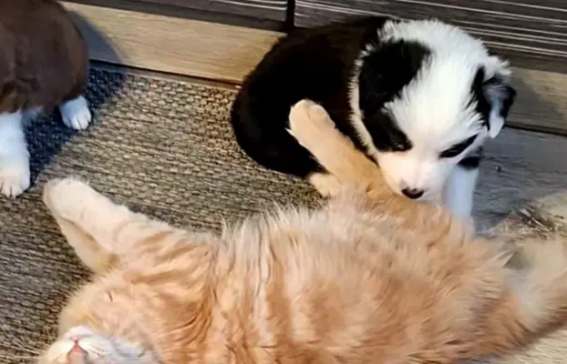 Szczenięta Border Collie 1