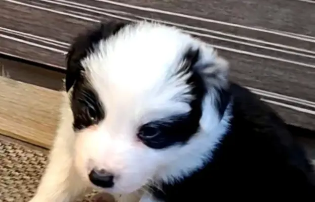 Szczenięta Border Collie 3