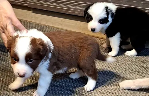 Szczenięta Border Collie 4