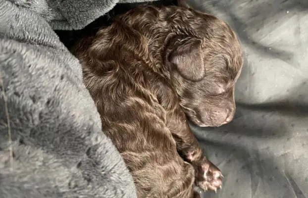 Pudel miniaturowy - śliczny czekoladowy chłopiec 4