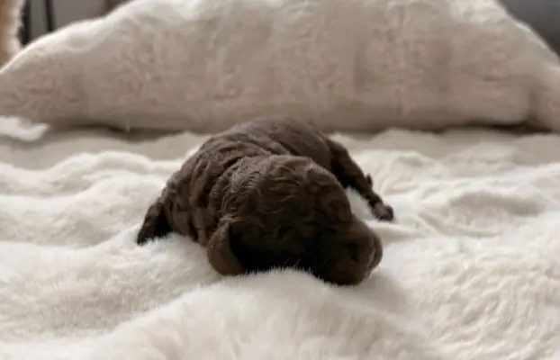Pudel miniaturowy - śliczny czekoladowy chłopiec 3