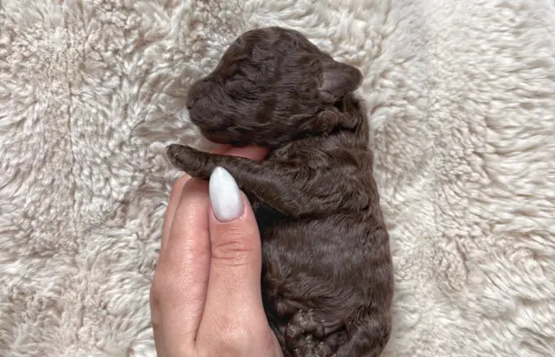 Pudel miniaturowy - śliczny czekoladowy chłopiec 1