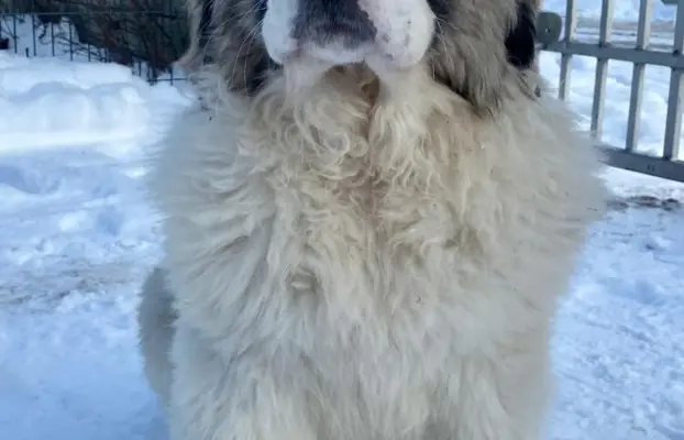 Mastif Pirenejski szczeniaki FCI dostepne od zaraz Krakow 1