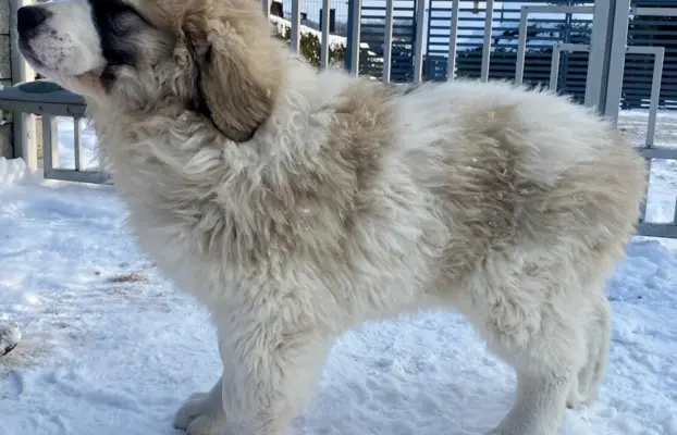 Mastif Pirenejski szczeniaki FCI dostepne od zaraz Krakow 2