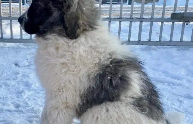 Mastif Pirenejski szczeniaki FCI dostepne od zaraz Krakow 3