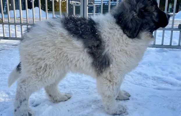 Mastif Pirenejski szczeniaki FCI dostepne od zaraz Krakow 5