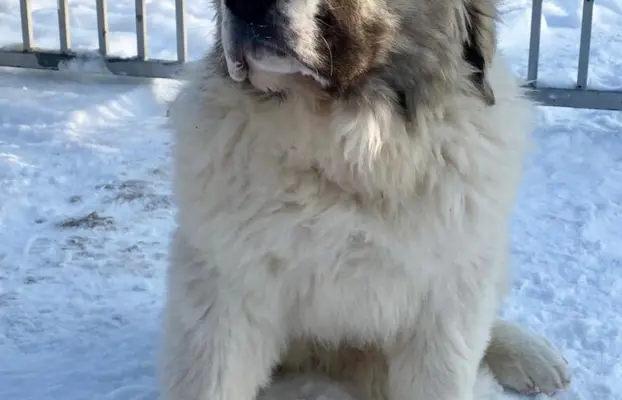 Mastif Pirenejski szczeniaki FCI dostepne od zaraz Krakow 6