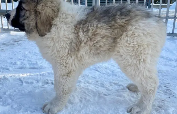 Mastif Pirenejski szczeniaki FCI dostepne od zaraz Krakow 7