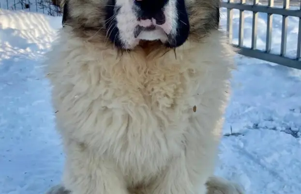 Mastif Pirenejski szczeniaki FCI dostepne od zaraz Krakow 8