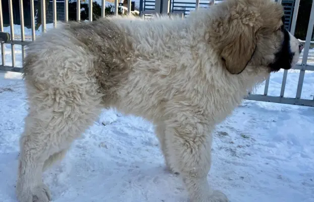 Mastif Pirenejski szczeniaki FCI dostepne od zaraz Krakow 9