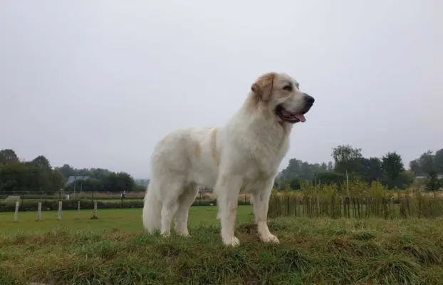 Mastif Pirenejski szczeniaki FCI dostepne od zaraz Krakow 10