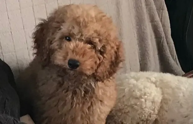 Pudel miniaturowy red 2