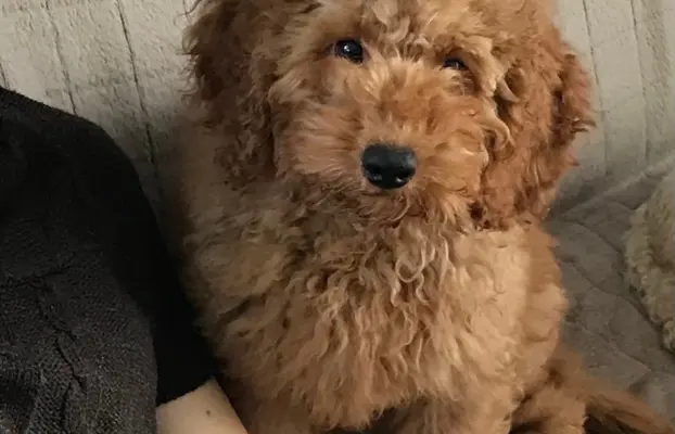 Pudel miniaturowy red 3