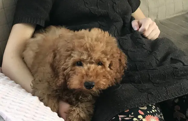 Pudel miniaturowy red 4