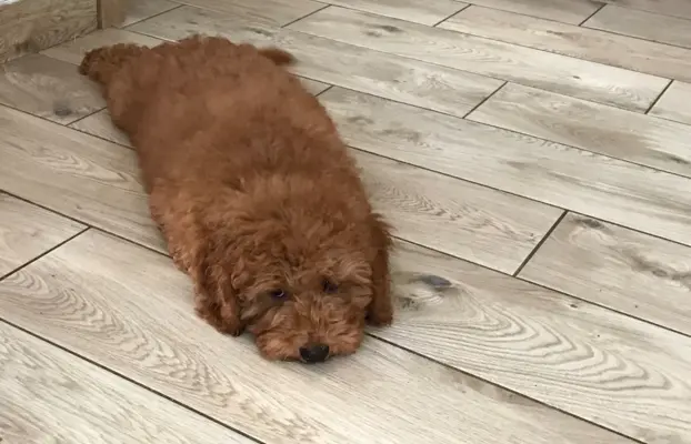 Pudel miniaturowy red 5