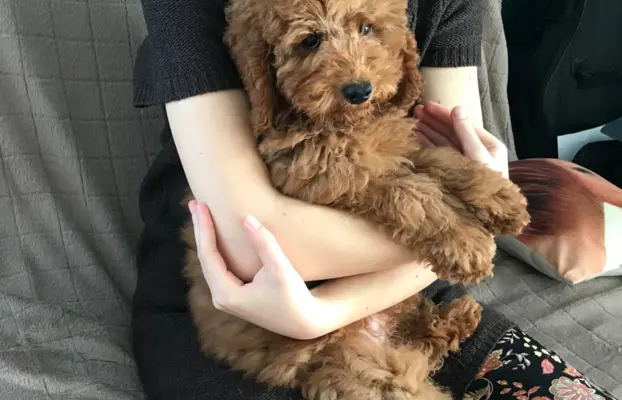 Pudel miniaturowy red 6