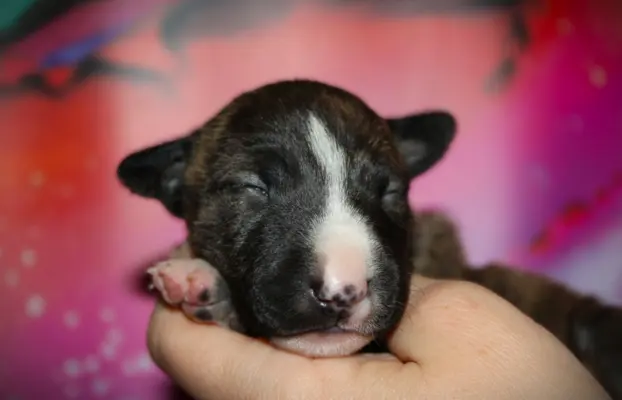 Bulterier Miniaturowy ZKwP/FCI 2