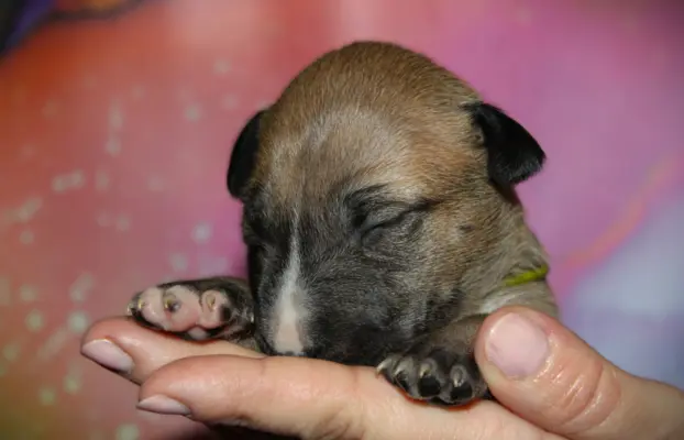 Bulterier Miniaturowy ZKwP/FCI 1