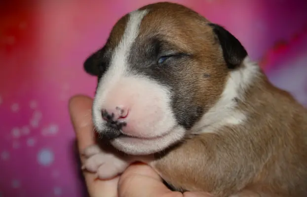 Bulterier Miniaturowy ZKwP/FCI 3