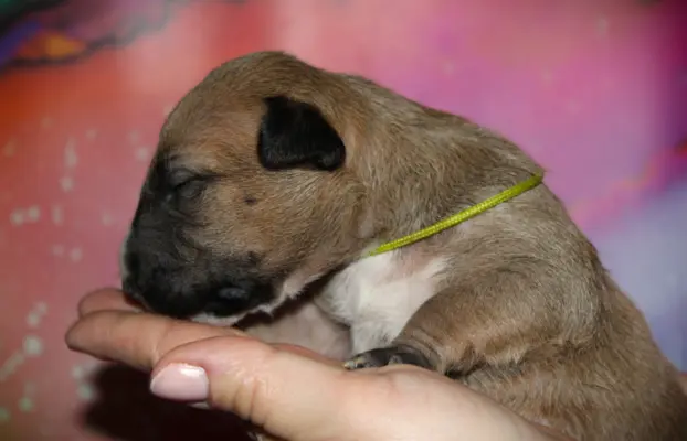 Bulterier Miniaturowy ZKwP/FCI 4