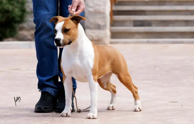 Amerykański staffordshire terrier – piękne szczenięta 2