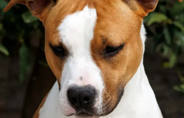 Amerykański staffordshire terrier – piękne szczenięta 3