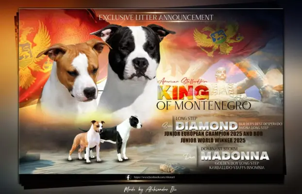 Amerykański staffordshire terrier – piękne szczenięta 4