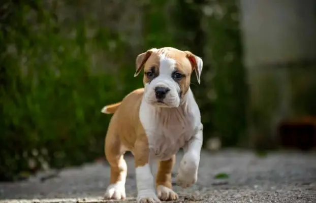 Amerykański staffordshire terrier – piękne szczenięta 6