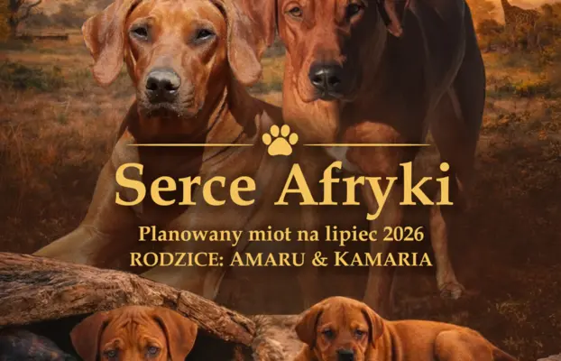 Rhodesian Ridgeback ZKwP/FCI - miot „Serce Afryki” - lipiec 1