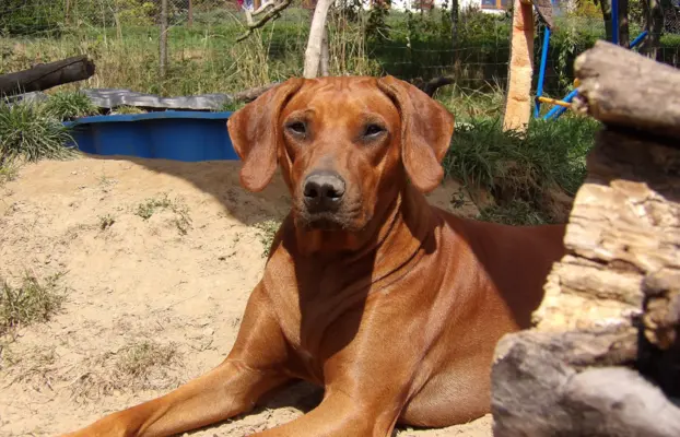 Rhodesian Ridgeback ZKwP/FCI - miot „Serce Afryki” - lipiec 2