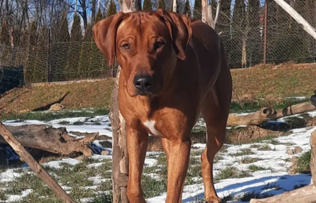 Rhodesian Ridgeback ZKwP/FCI - miot „Serce Afryki” - lipiec 3