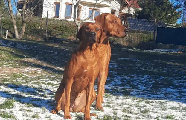 Rhodesian Ridgeback ZKwP/FCI - miot „Serce Afryki” - lipiec 4