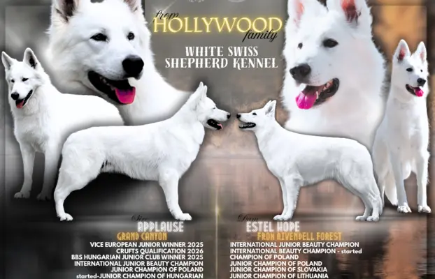 Biały Owczarek Szwajcarski –linie Premium, TOP pochodzenie-r 2