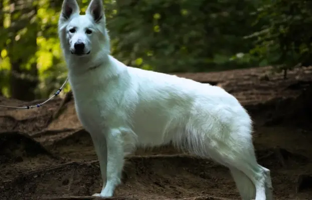 Biały Owczarek Szwajcarski –linie Premium, TOP pochodzenie-r 3