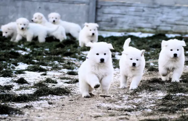 Biały Owczarek Szwajcarski –linie Premium, TOP pochodzenie-r 6
