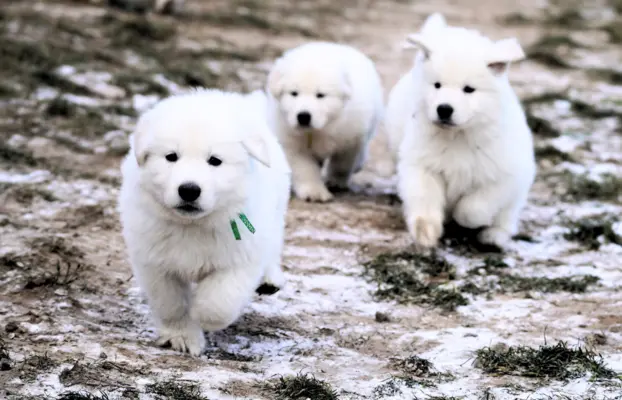 Biały Owczarek Szwajcarski –linie Premium, TOP pochodzenie-r 7