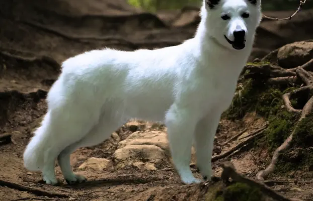 Biały Owczarek Szwajcarski –linie Premium, TOP pochodzenie-r 9