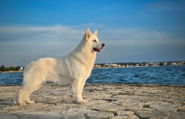 Biały Owczarek Szwajcarski –linie Premium, TOP pochodzenie-r 10