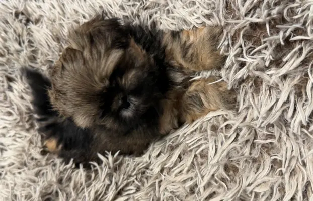 Shih tzu 1