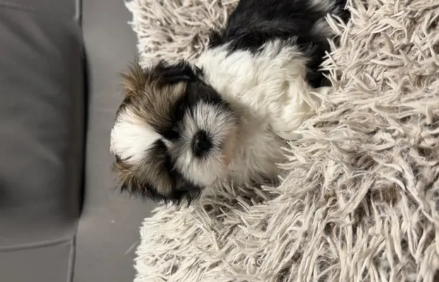 Shih tzu 2