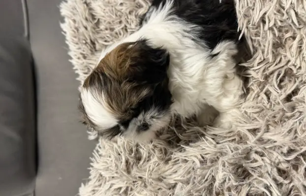 Shih tzu 4