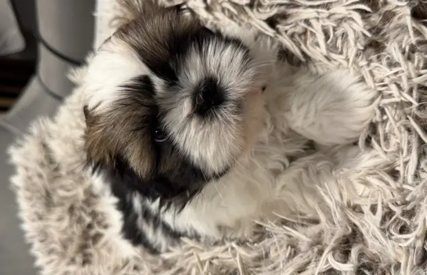 Shih tzu 5