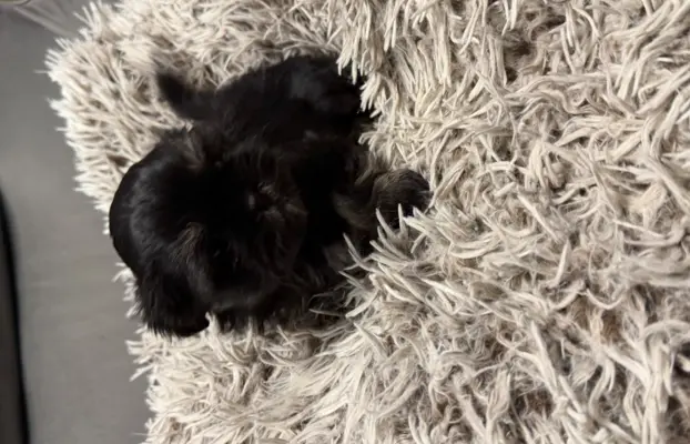 Sunia rasy shih tzu 5