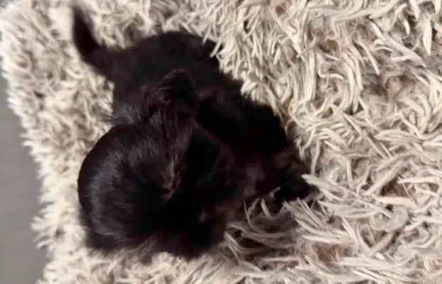 Sunia rasy shih tzu 7