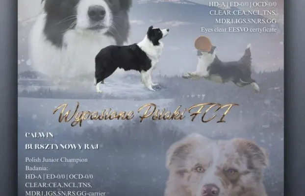 Szczeniak piesek border collie czarno-biały ZKWP FCI 1