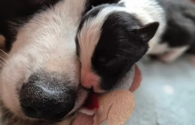 Szczeniak piesek border collie czarno-biały ZKWP FCI 2