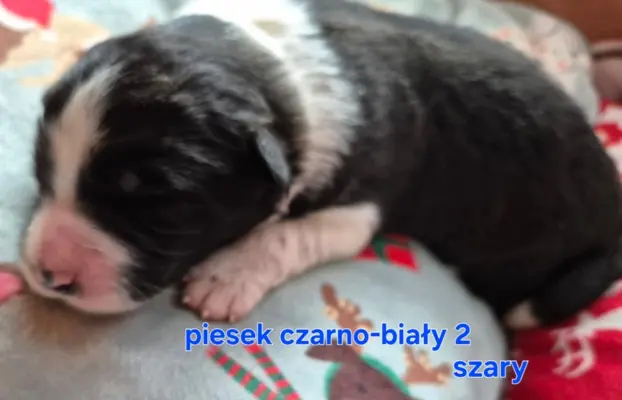 Szczeniak piesek border collie czarno-biały ZKWP FCI 3